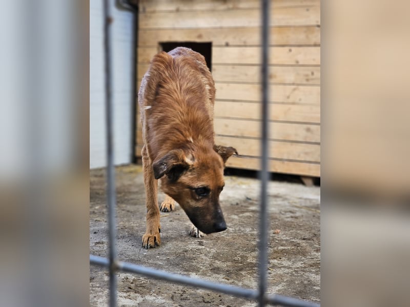 Friedrich, Rüde, *ca.03.01.2019, SH ca. kniehoch, zurückhaltend, vorsichtig, lieb