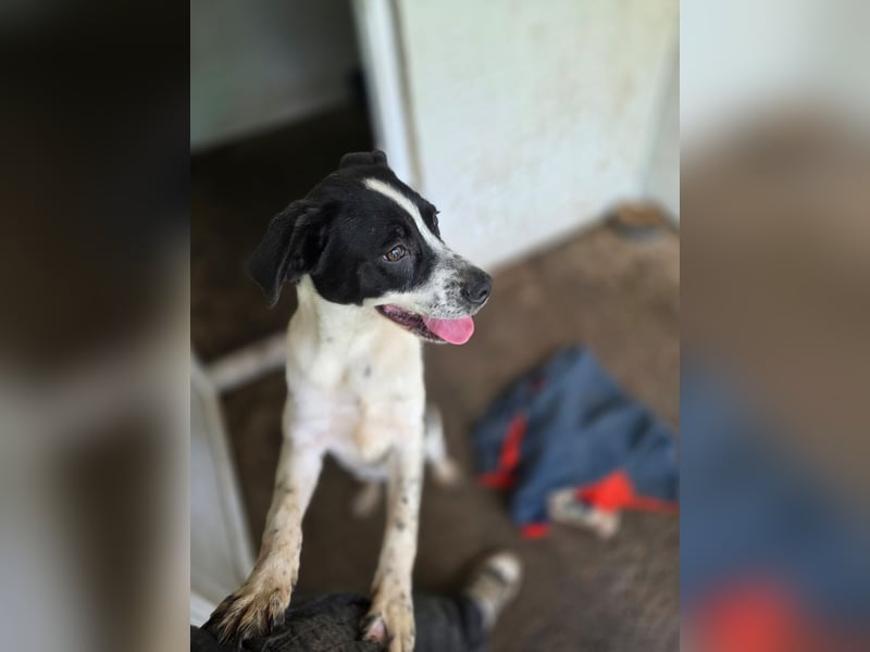 Flavi, Rüde, *geb. ca. 30.11.2024, ca. kniehoch, liebevoll, sozial, freundlich