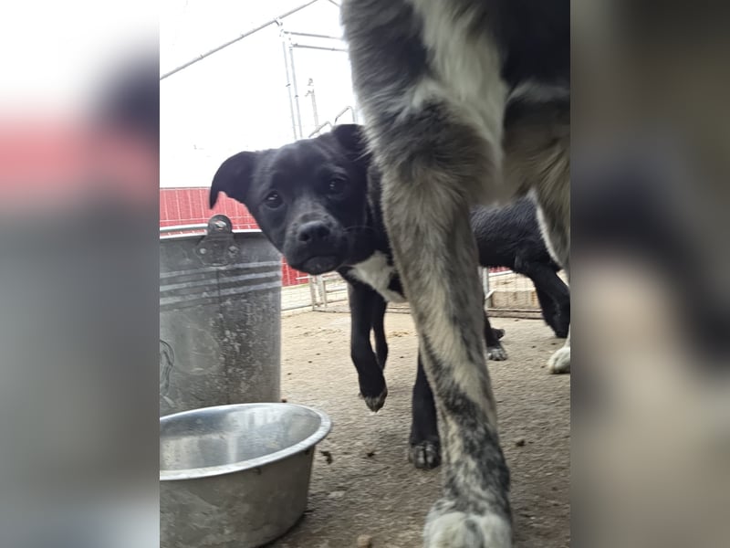 Wika, Hündin, *ca. 29.10.2024, SH klein bis kniehoch, freundlich, sozial, zurückhaltend