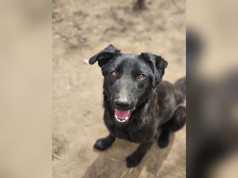 Igor , 2Jahre 8 Monate alter Bub, SH ca. 45-50 cm, freundlich, neugierig, lernfreudig, sozial