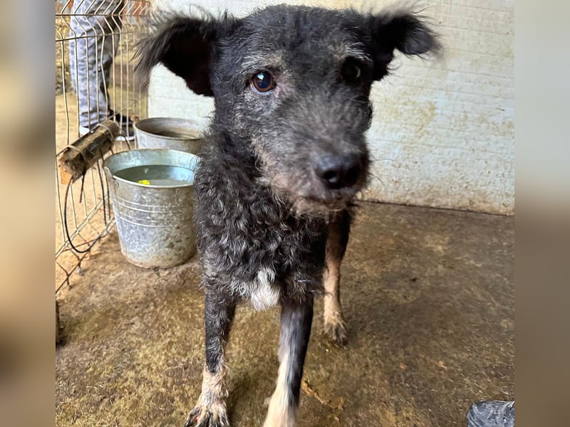 Maron, Rüde, *ca. 31.05.2021, SH kniehoch, ca. 45 cm, freundlich, aktiv, selbstbewusst, verschmust