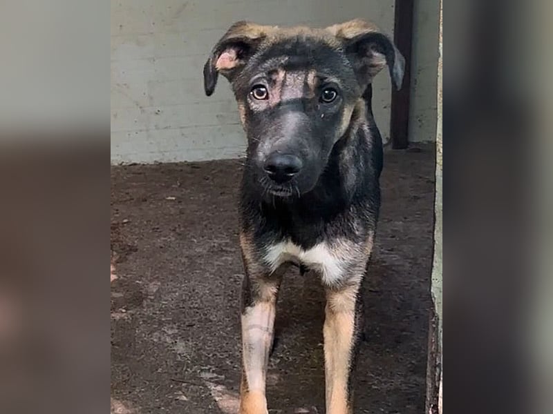 Achill, einjähriger Junghund , sozial aber noch  ängstlich und  vorsichtig