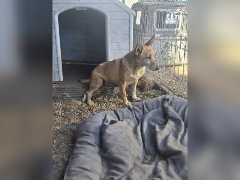 Maisie, Hündin, kleines Handicap, *ca. 12.10.2021, ca. kniehoch, sanft, sozial, vorsichtig