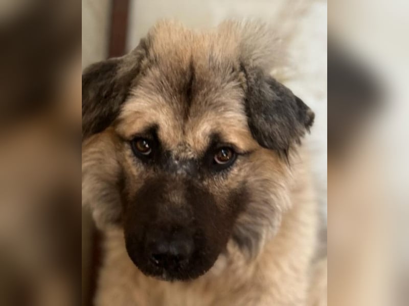 Cajun, 2-jähriger Bub, etwas über kniehoch, Fröhlich, freundlich, sozial, aktiv