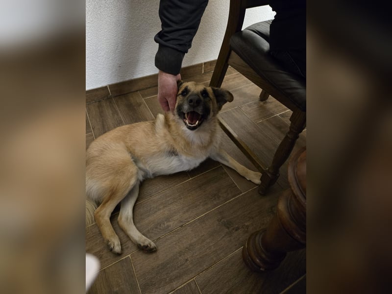 Jazz, Rüde, kastriert, * ca. 15.12.2022, SH ca. Kniehoch, ca. 14 kg, fröhlich, sozial, Menschen bezo