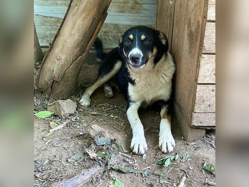 Mailo, 4-jähriger Bub, SH ca. 50 cm, freundlich, aufgeschlossen, neugierig, sozial
