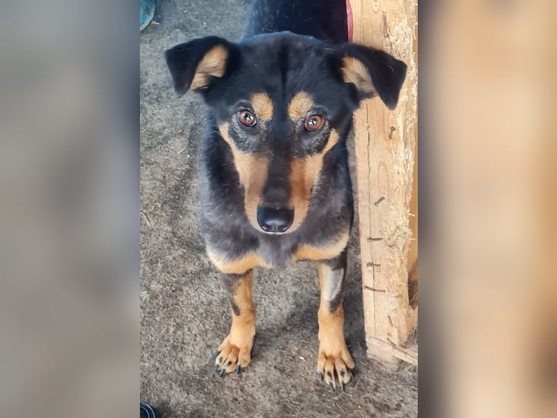 Mona , 3 ¼ jähriges Mädchen, ca. mittelgroß bis Knie, offen, freundlich dominierend, aufgeschlossen