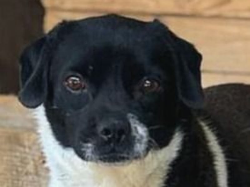 Arpad, Rüde, *ca. 10.12.2023, klein bis kniehoch, vorsichtig, sensibel, interessiert, feinfühlig, ru