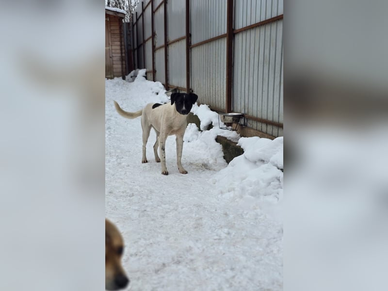 Zoe, 3 ¾ -jähriges Hundemädchen, SH ca. 50 -55 cm, schüchtern, sensibel, harmoniebedürftig