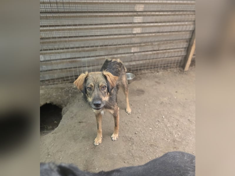 Nino, Rüde, ca. 2 ½-jähriger Bub, ca. kniehoch, neugierig, vorsichtig, sozial