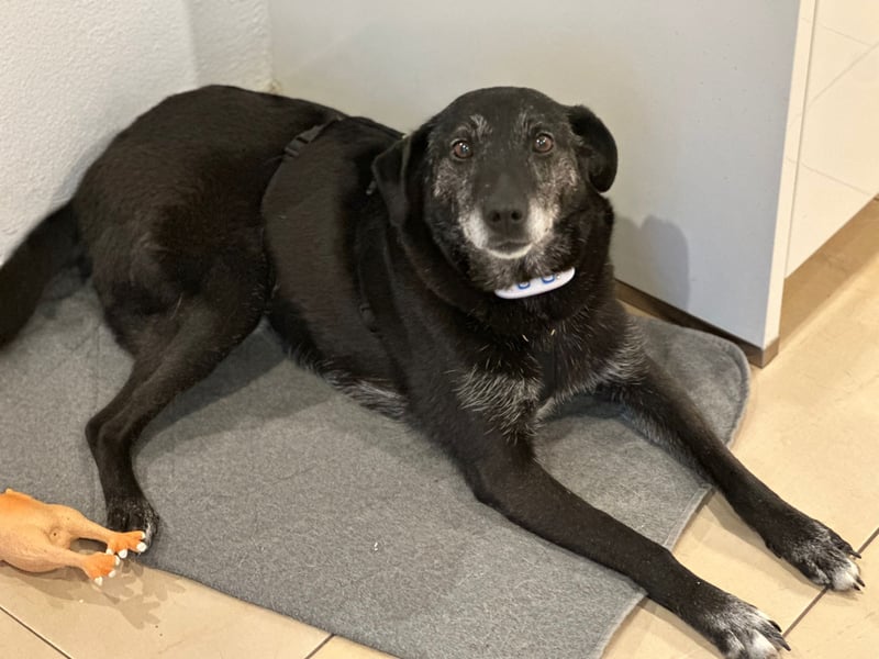 Sharon, Hündin, Erwachsen, * unbekannt, ca. 50 cm, ca. 20 kg, lieb und sozial