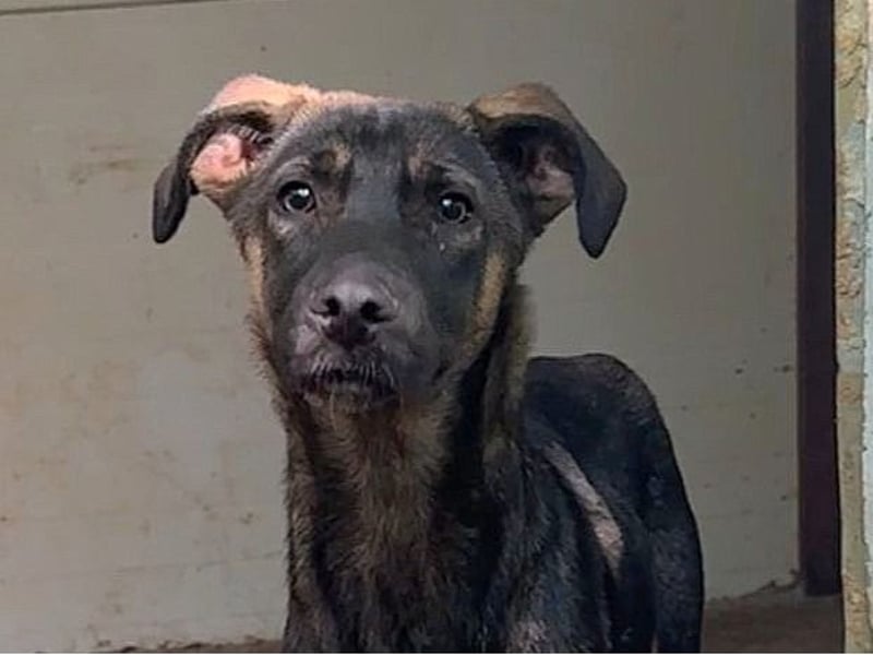 Achill, einjähriger Junghund , sozial aber noch  ängstlich und  vorsichtig