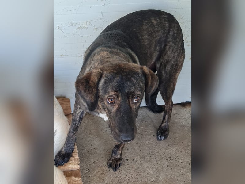 Kiri , 2 ½-jährige Hündin,  mittelgroß, ängstlich, zurückhaltend, ruhig, sozial