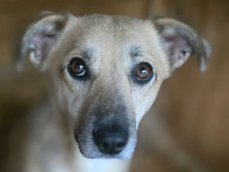 Lenny, Rüde, *ca. 10.01.2021, klein bis kniehoch, freundlich, unkompliziert, liebevoll, verschmust