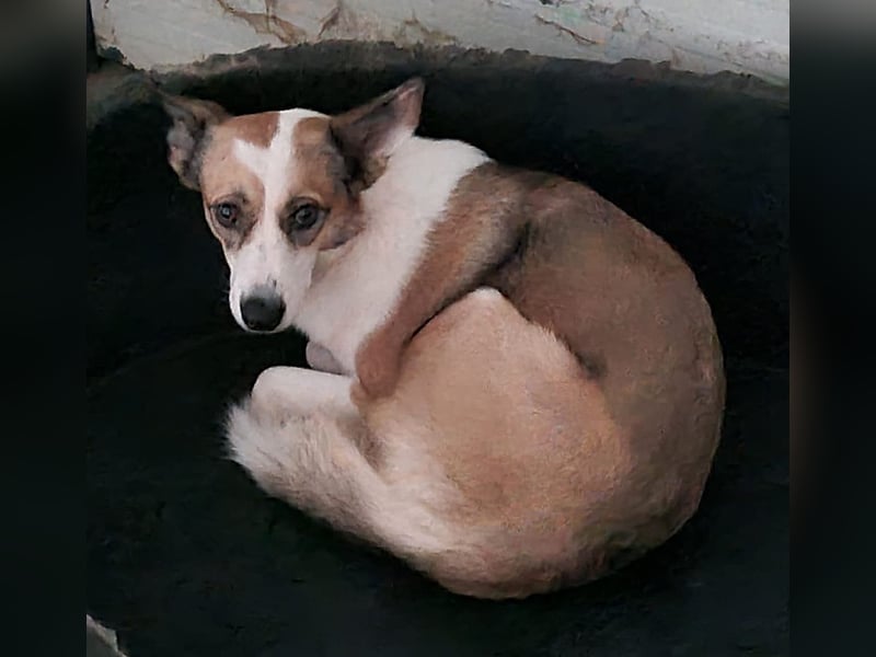 Kimmy, Hündin, *ca. 16.05.2020, SH ca. mittelgroß, ängstlich, lieb, sozial