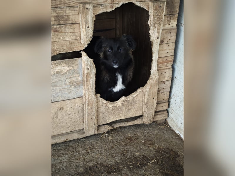 Clarissa, Hündin, *ca. 28.09.2025, ca. kniehoch werdend, freundlich, liebt Streicheleinheiten, versp