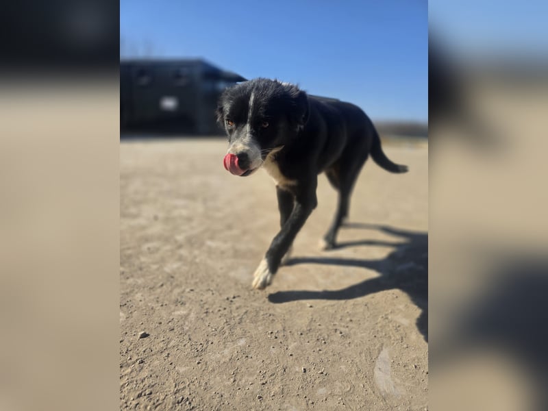 Wolfi, Rüde, *ca. 10.11.2023, ca. kniehoch, menschenbezogen, sozial, freundlich