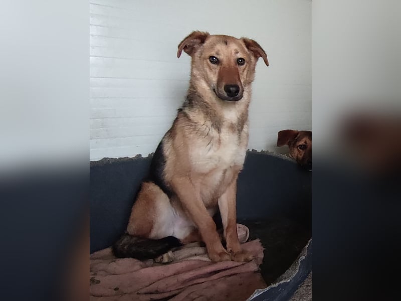 I A N, 3-jähriger Bub, SH mittelgroß, freundlich, zuückhaltend, unsicher, sozial