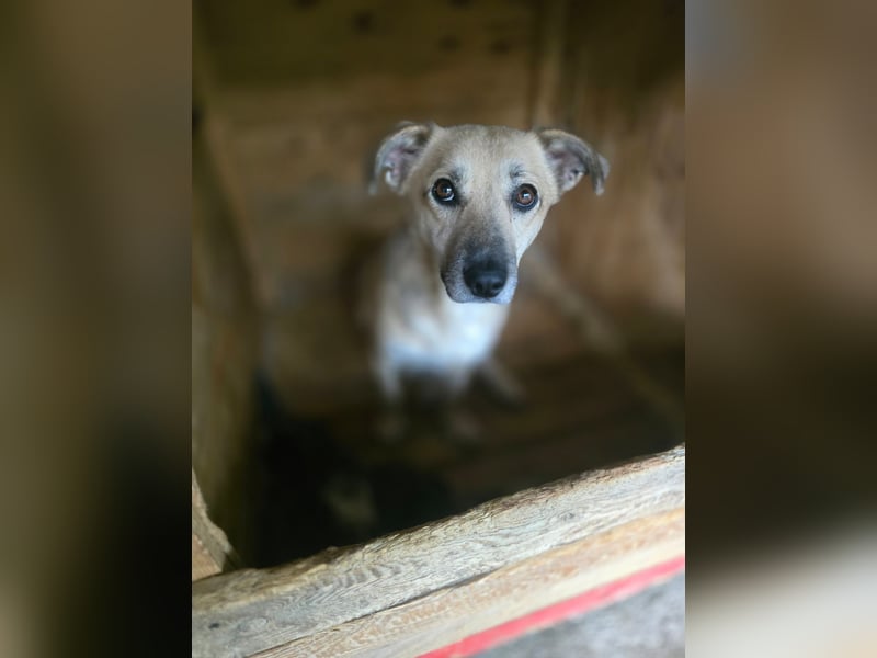 Lenny, Rüde, *ca. 10.01.2021, klein bis kniehoch, freundlich, unkompliziert, liebevoll, verschmust