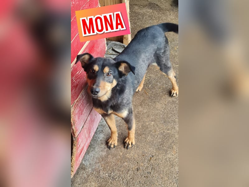 Mona , 3 ¼ jähriges Mädchen, ca. mittelgroß bis Knie, offen, freundlich dominierend, aufgeschlossen