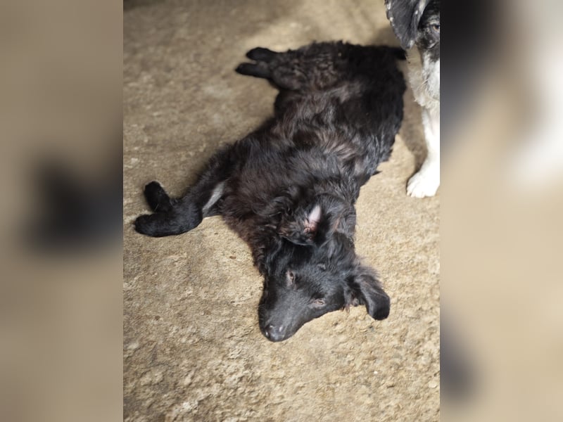 Pucki, Rüde, *ca. 27.09.2025, vermutlich kniehoch werdend, Wirbelwind, neugierig, verschmust, fröhli