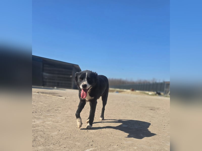 Wolfi, Rüde, *ca. 10.11.2023, ca. kniehoch, menschenbezogen, sozial, freundlich