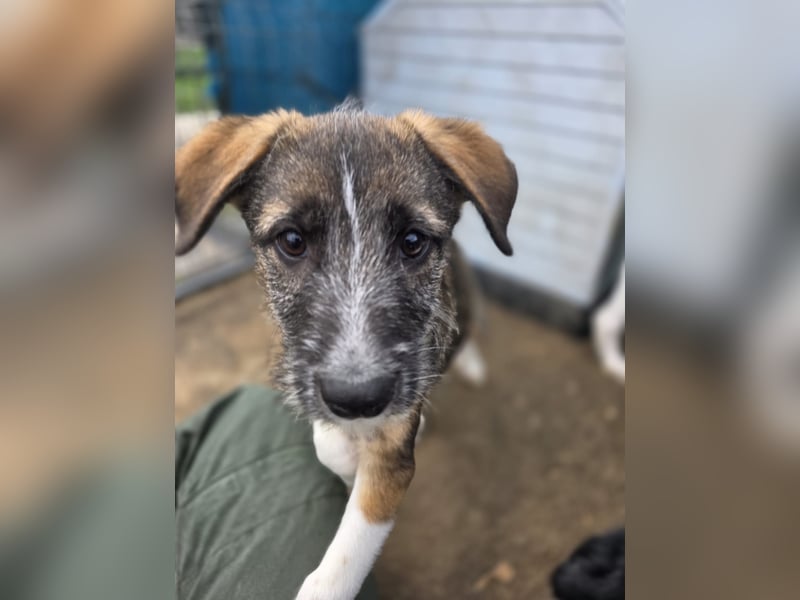 Gerd, Rüde, *ca. 04.07.2025, ca. kniehoch bis mittelgroß, sanft, zurückhaltend aber neugierig, freun