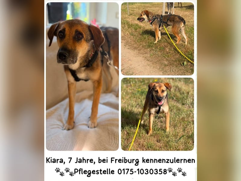 Kiara, Hündin, kastriert, *ca.10.10.2019, SH ca.* 50 cm, 22-24 kg, sozial, zurückhaltend,