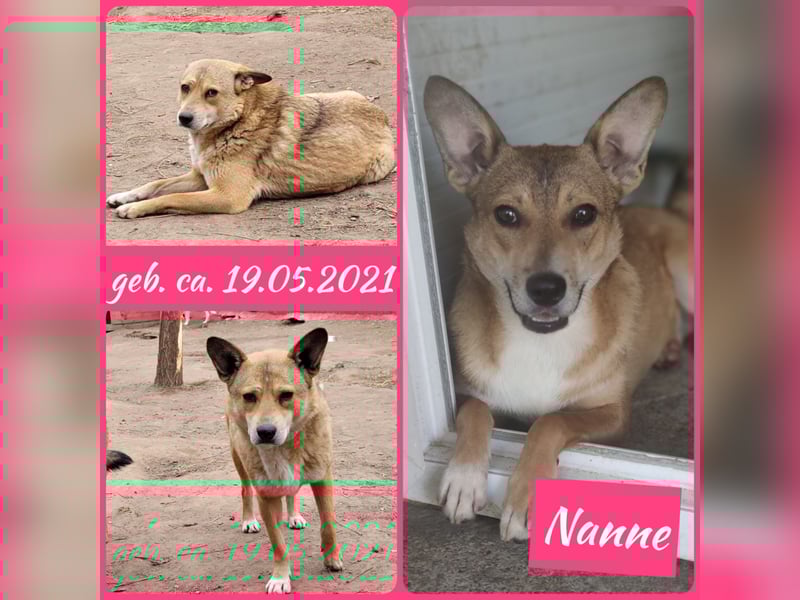 N A N N E, kastrierte Hundedame wird bald 4 Jahre, mittelgroß, lieb, freundlich, vorsichtig
