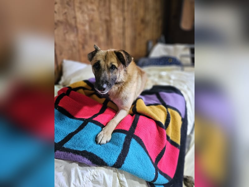 Jazz, Rüde, kastriert, * ca. 15.12.2022, SH ca. Kniehoch, ca. 14 kg, fröhlich, sozial, Menschen bezo