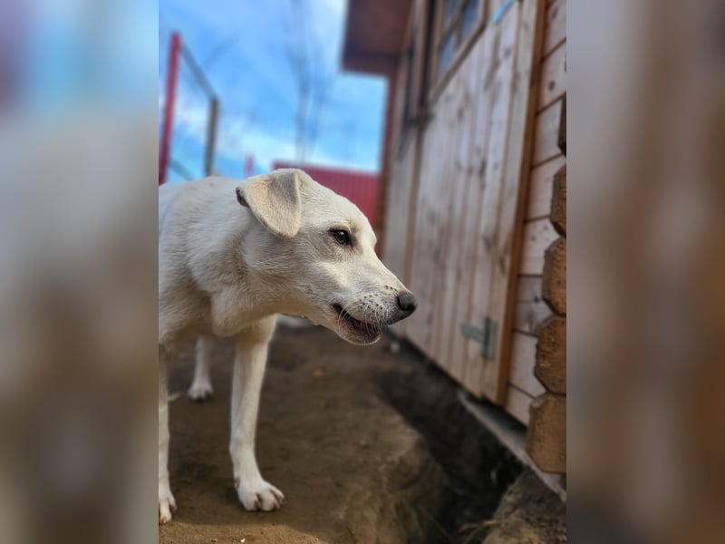 Alana, ca.2 ½ jähriges Hundemädchen, mittelgroß, freundlich, neugierig, verspielt