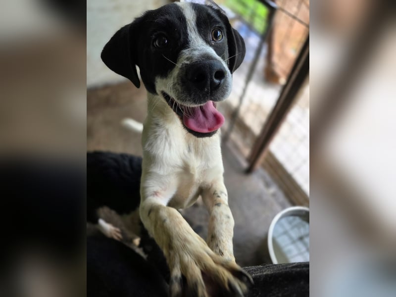 Flavi, Rüde, *geb. ca. 30.11.2024, ca. kniehoch, liebevoll, sozial, freundlich