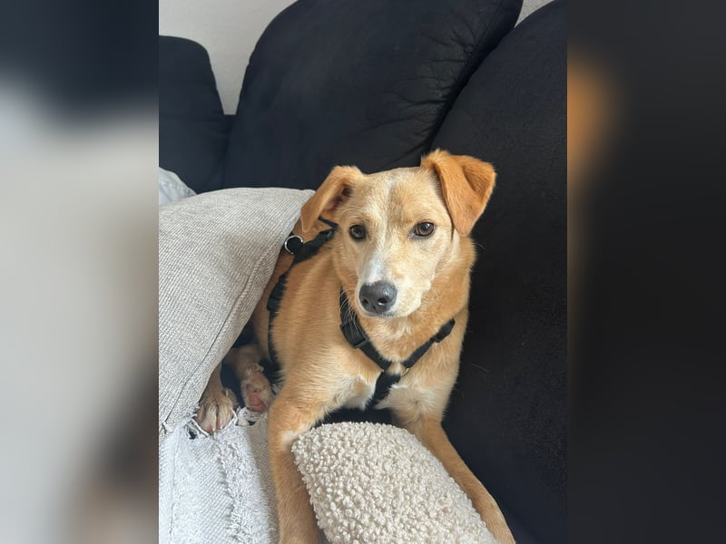 Lissy, Hündin, *ca. 20.12.2024, ca. 40 cm / 11 kg, ruhig, sensibel, liebevoll, stubenrein, zurückhal