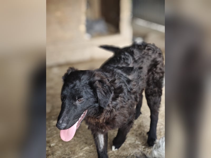 Pucki, Rüde, *ca. 27.09.2025, vermutlich kniehoch werdend, Wirbelwind, neugierig, verschmust, fröhli