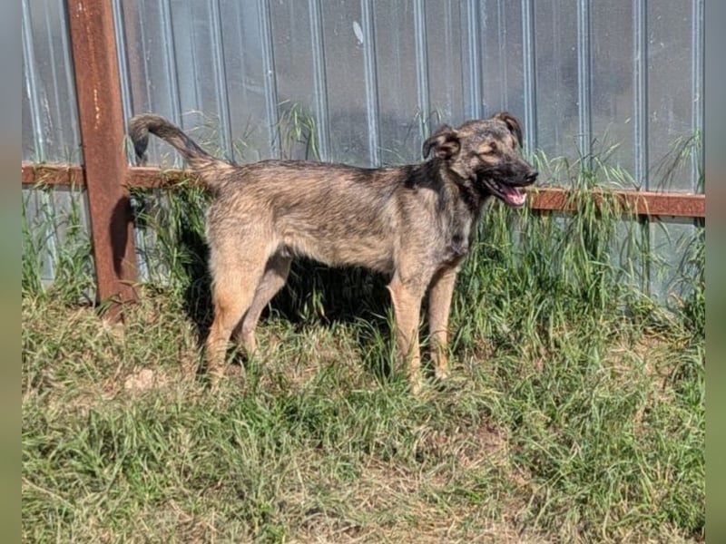 Lazar, Rüde, *ca. 20.12.2024, ca. kniehoch bis mittelgroß, freundlich, lebensfroh, neugierig, sozial