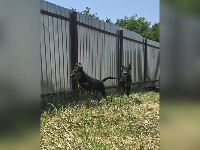 Isabeau, Hündin, *ca. 20.02.2025, ca. kniehoch, lebenslustig, fröhlich, kuschelt gerne, verspielt