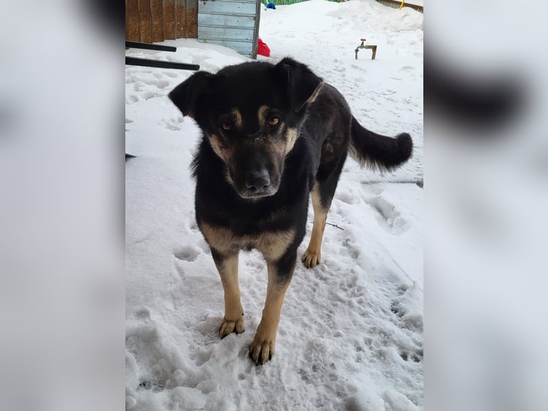 Savannah, Hündin, *ca. 10.01.2021, SH ca. mittelgroß, Mädel, liebevoll, schlau, gerne im Freien, ent