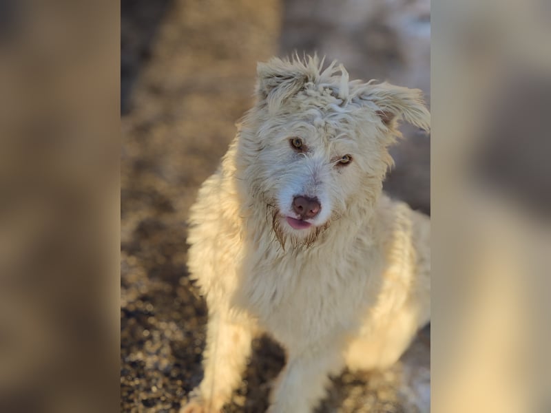 Jupp, Rüde, *ca. 10.04.2024, ca. kniehoch, vorsichtig, freundlich, lustig, verspielt, verschmust