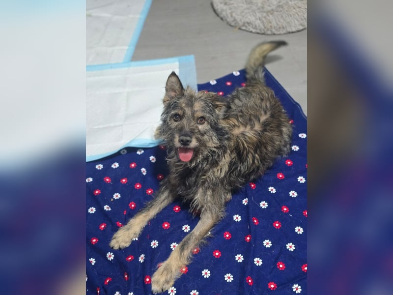 Gulliver, Rüde, *ca. 15.01.2022, ca. kniehoch, freundlich, aktiv, lernwillig (manchmal), eifersüchti