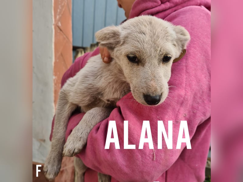 Alana, ca.2 ½ jähriges Hundemädchen, mittelgroß, freundlich, neugierig, verspielt