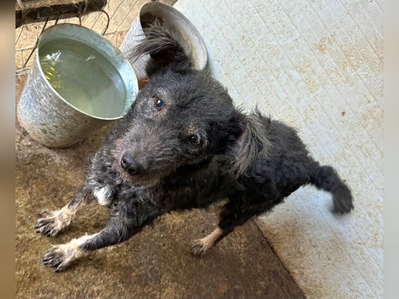 Maron, Rüde, *ca. 31.05.2021, SH kniehoch, ca. 45 cm, freundlich, aktiv, selbstbewusst, verschmust