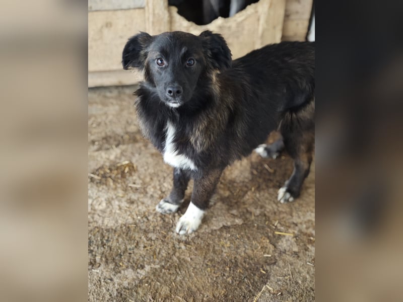 Clarissa, Hündin, *ca. 28.09.2025, ca. kniehoch werdend, freundlich, liebt Streicheleinheiten, versp