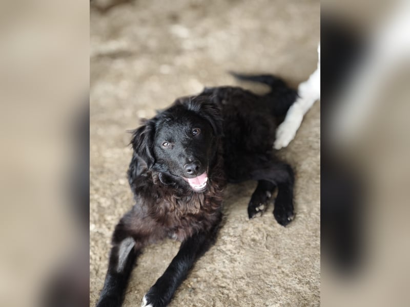 Pucki, Rüde, *ca. 27.09.2025, vermutlich kniehoch werdend, Wirbelwind, neugierig, verschmust, fröhli