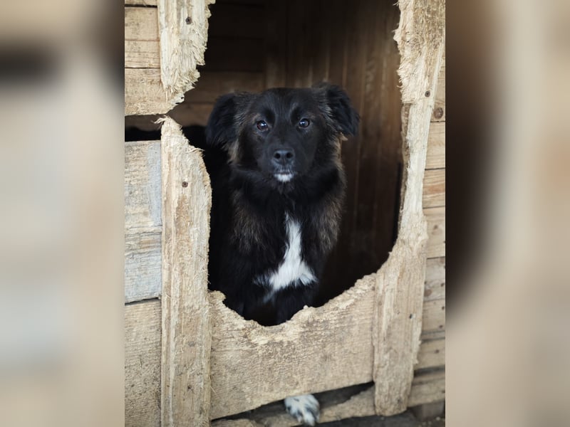 Clarissa, Hündin, *ca. 28.09.2025, ca. kniehoch werdend, freundlich, liebt Streicheleinheiten, versp