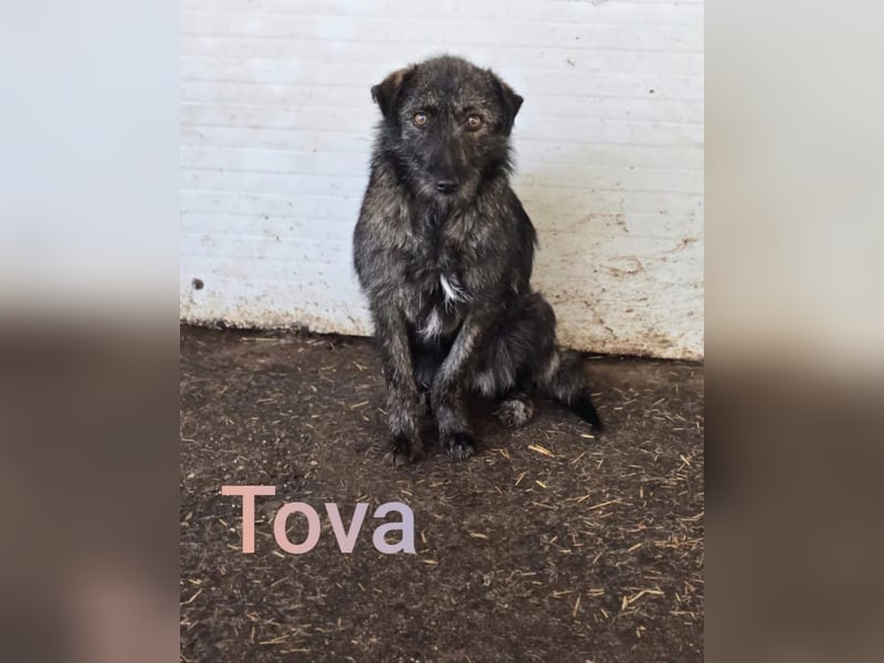 Tova, Hündin, *ca. 02.03.2023, klein bis kniehoch, neugierig, aber unsicher, sozial