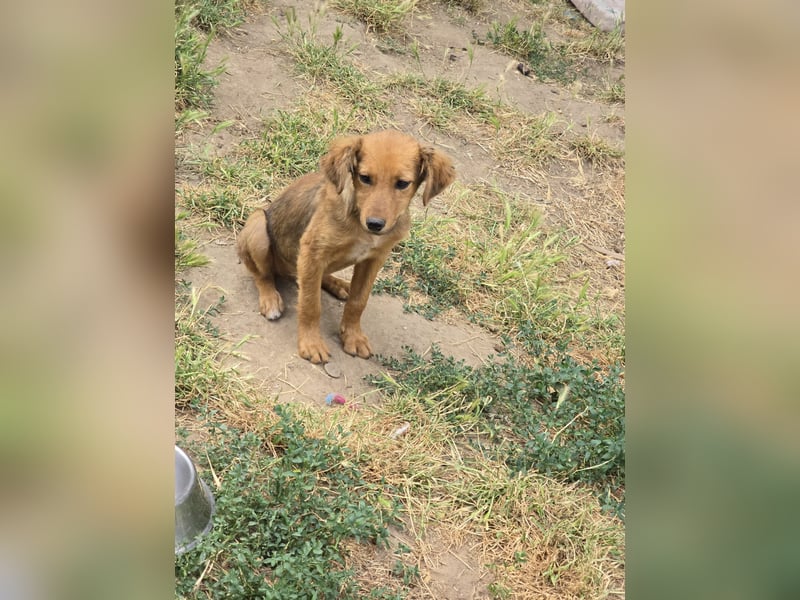 Gerd, Rüde, *ca. 04.07.2025, ca. kniehoch bis mittelgroß, sanft, zurückhaltend aber neugierig, freun