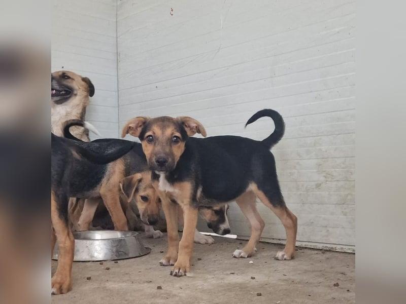 I N G A, fast 3-jähriges Mädel, ca. kniehoch, vorsichtig, schüchtern, lieb, sozial)