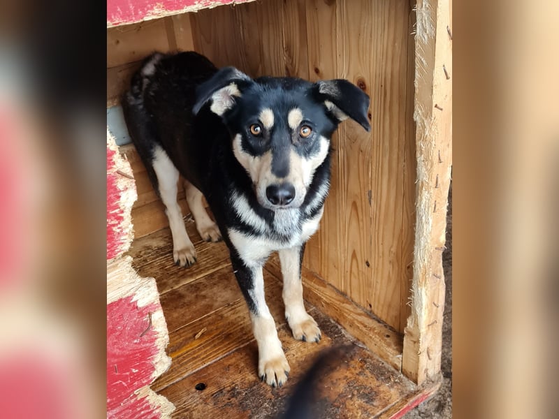 Ludwig, 3 ¼ jähriger Rüde, SH ca. mittel, kastriert, schüchtern, sozial, neugierig