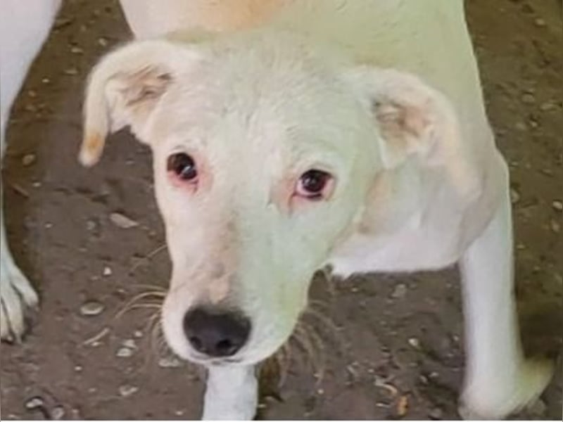 Ines, Hündin, *ca. 22.01.2025, ca. kniehoch, verschmust, feinfühlig, sozial, ausgeglichen