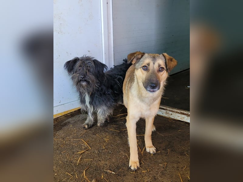 Becky, Hündin, *ca. 20.10.2022, ca. knapp unters Knie, zart, schüchtern, neugierig, sozial